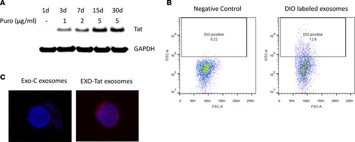 Generation of exosomes loaded with Tat protein and their association wit...