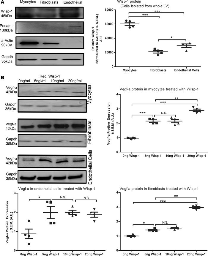 Isolated cardiac cells express Wisp-1 protein, and Wisp-1 itself directl...
