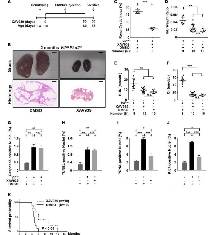 XAV939 impedes cyst formation in VilCrePkd2f/f mice.
(A) Diagram showing...