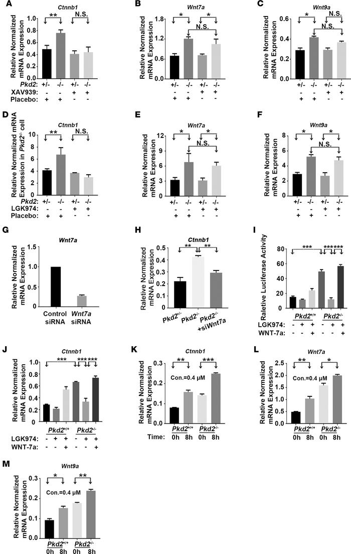 PC2 deficiency upregulates Ctnnb1, Wnt7a, and Wnt9a expression.
(A–C) XA...