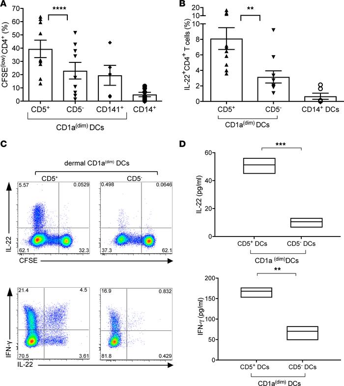 Dermal CD5+ DCs are superior to dermal CD5– DCs at inducing the prolifer...