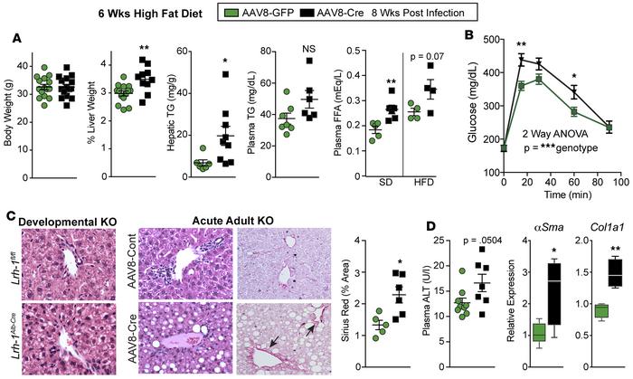 
Lrh-1AAV8-Cre mice exhibit hepatic steatosis and liver injury after die...
