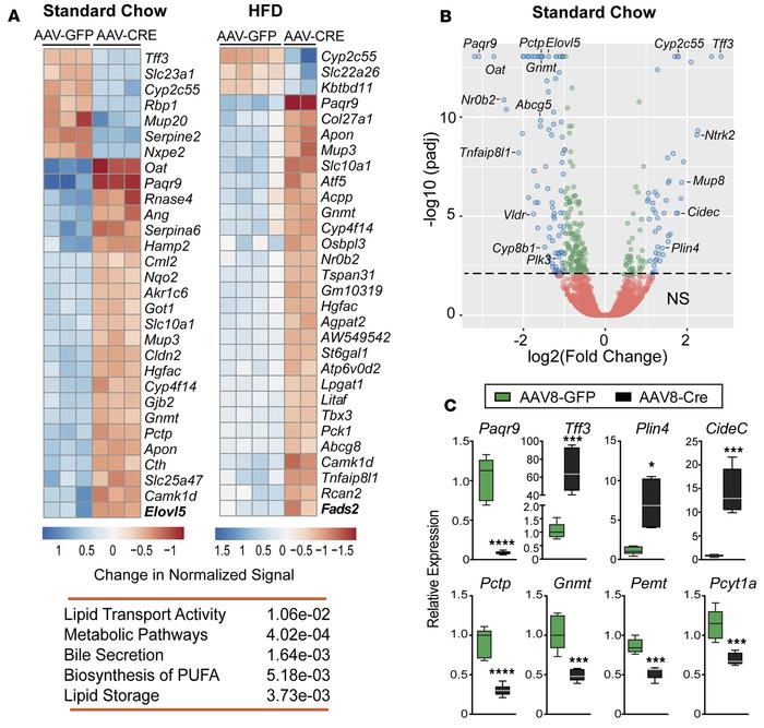 Lipid storage and phospholipid metabolic pathways are affected in Lrh-1A...
