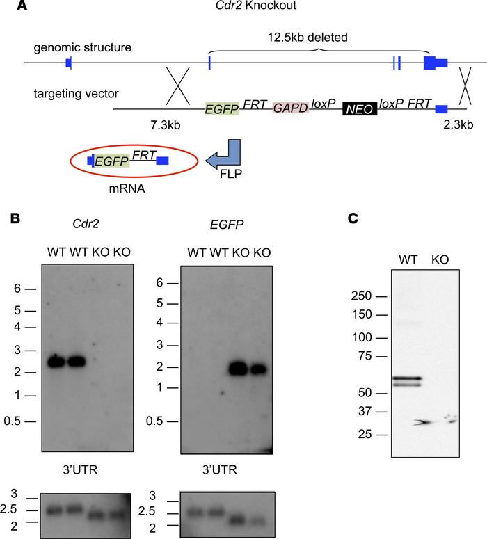 Construct and strategy for generating and validating Cdr2-KO mice.
(A) S...