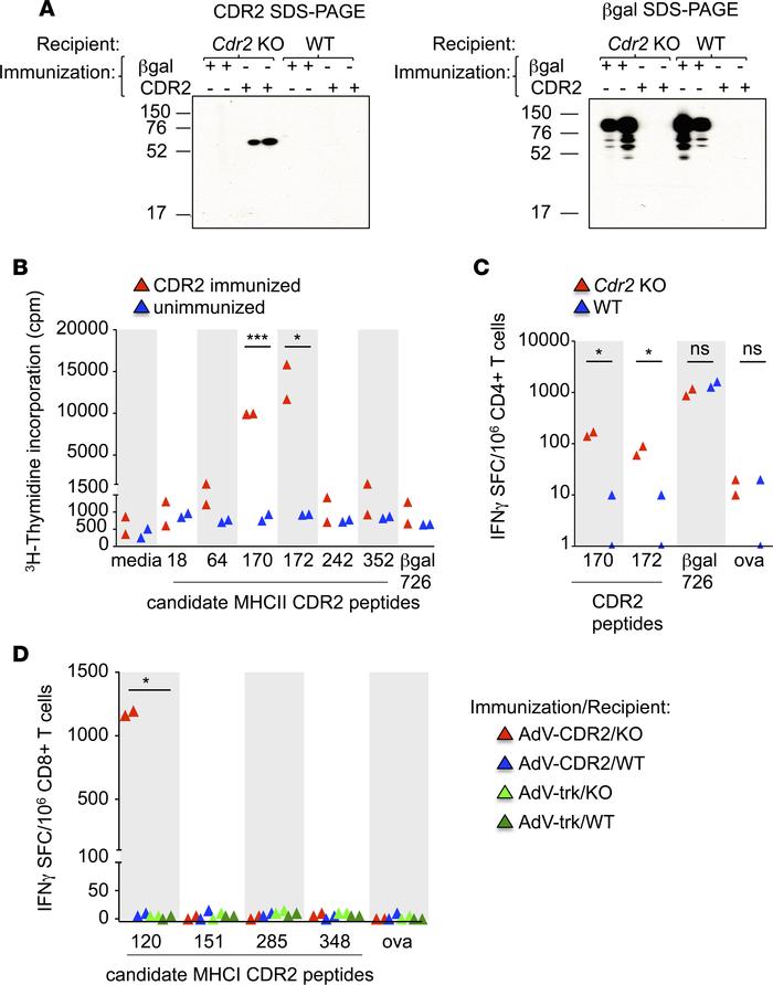 CDR2 expression in WT mice limits the generation of humoral and cellular...