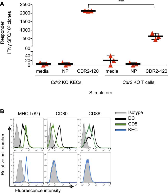 T cell presentation of CDR2 does not activate CDR2-specific T cell clone...