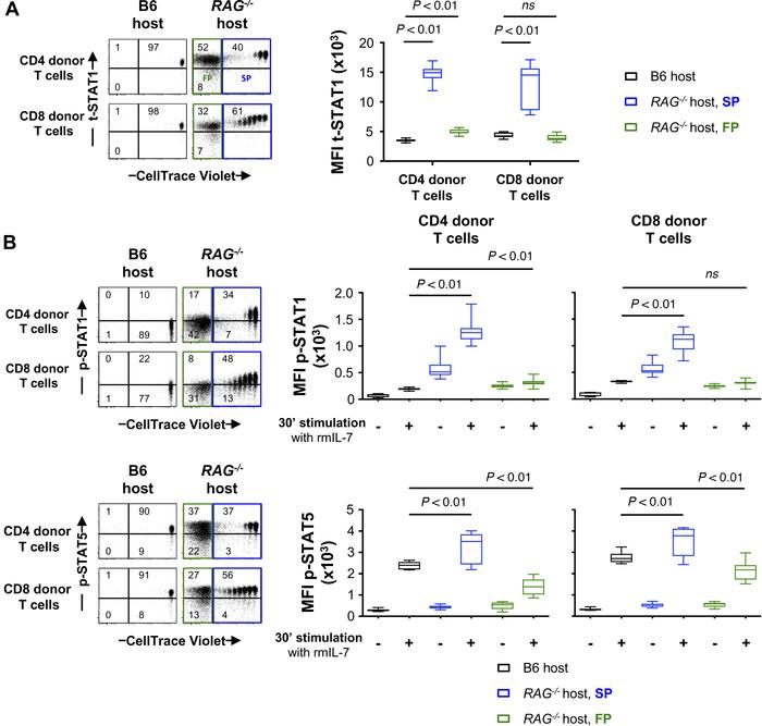 Lymphopenia-induced STAT1 upregulation in T cells leads to activation of...