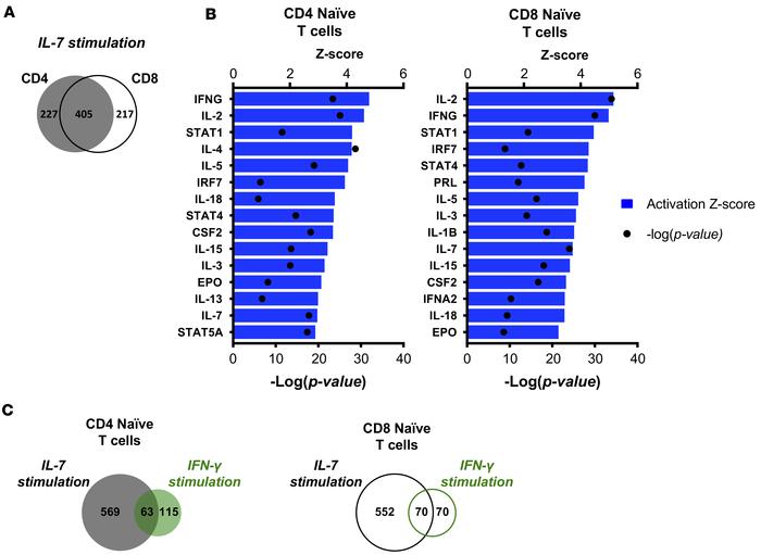 In vitro stimulation with IL-7 leads to activation of STAT1/IFN-regulate...