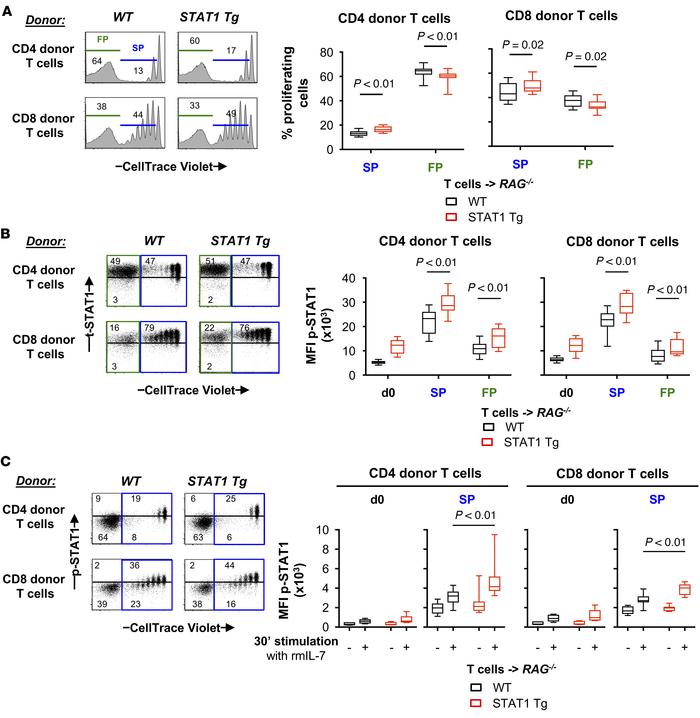Adoptive transfer of STAT1 Tg T cells into lymphopenic RAG–/– mice leads...