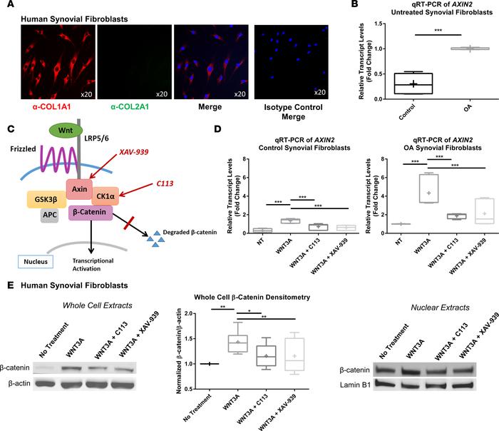 Synovial fibroblasts are responsive to Wnt inhibition treatment.
(A) Syn...