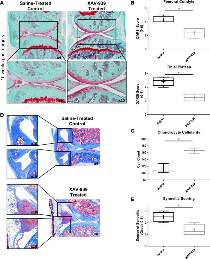 Wnt inhibition reduced cartilage degeneration and synovitis in DMM model...