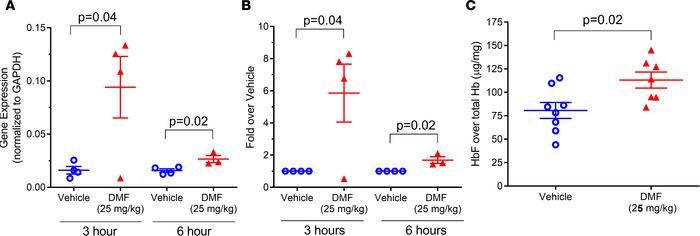 Chronic DMF treatment increases HbF mRNA and protein in nonhuman primate...