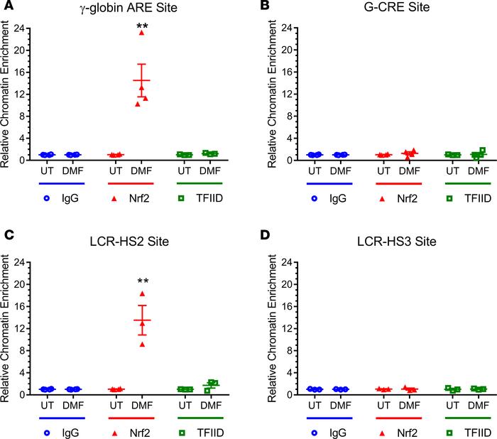 DMF increases Nrf2 occupancy at both the ARE of γ-globin and the LCR-HS2...