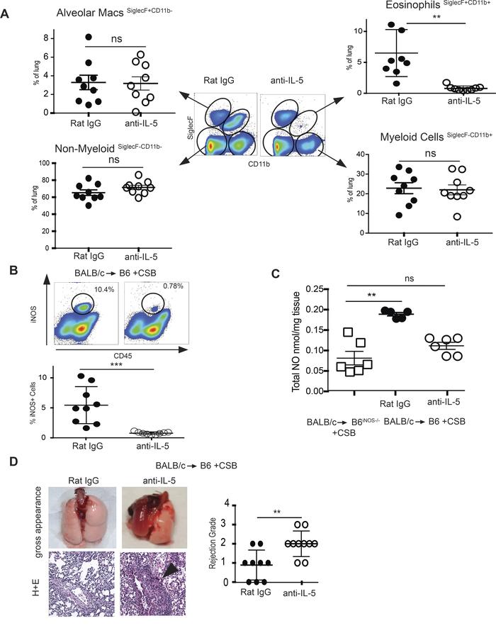 Eosinophil depletion eliminates NO production and potentiates a CSB-resi...