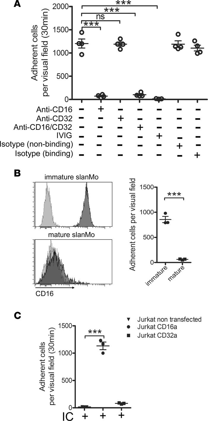 Recruitment of slanMo from the flow requires expression of CD16.
(A) CD1...