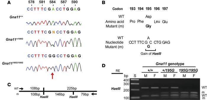 DNA sequence and restriction endonuclease analysis of the Asp195Gly Gα11...