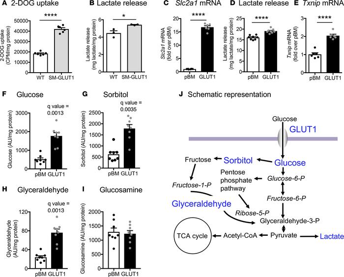 SMC GLUT1 overexpression leads to increased glycolysis and accumulation ...