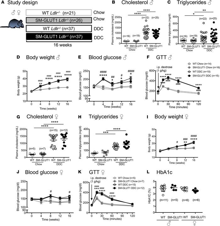 DDC feeding in male and female Ldlr–/– mice results in dyslipidemia and ...