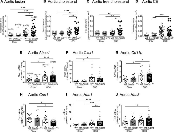 Smooth muscle–targeted GLUT1 overexpression enhances aortic lesion size ...