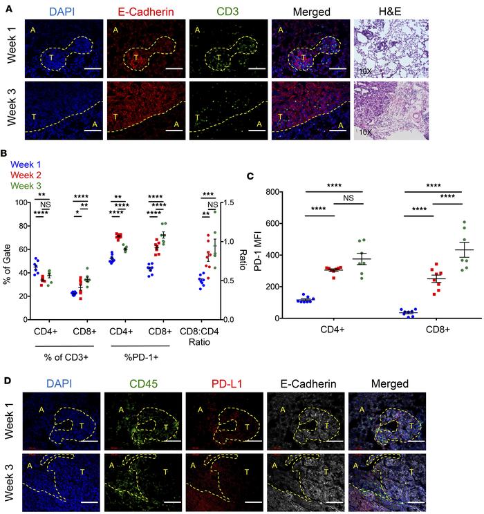 Tumor-infiltrating lymphocyte accumulation and PD-1/PD-L1 axis as a func...