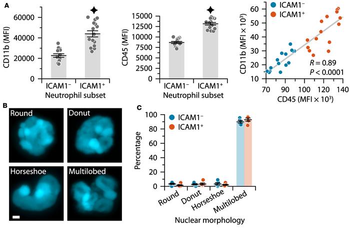 Further characterization of ICAM1+ and ICAM– spinal cord neutrophil popu...