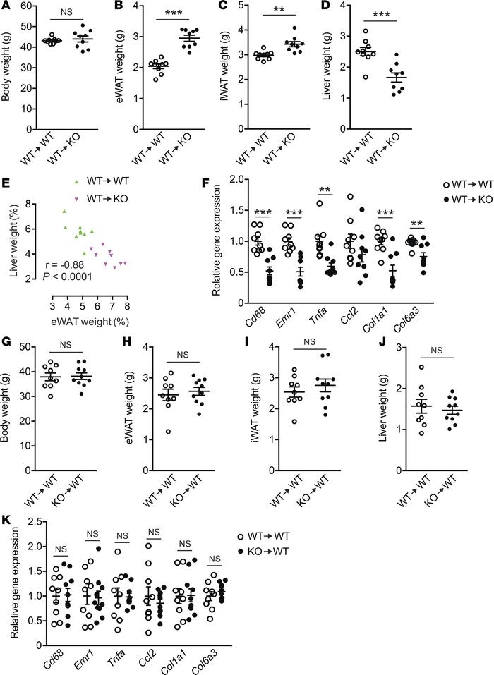 WT BM–reconstituted Lpar4-KO mice phenocopy the intact Lpar4-KO mice on ...