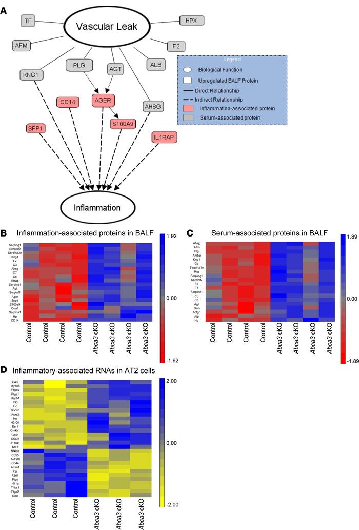 Inflammation and alveolar-capillary leak after deletion of Abca3.
Integr...