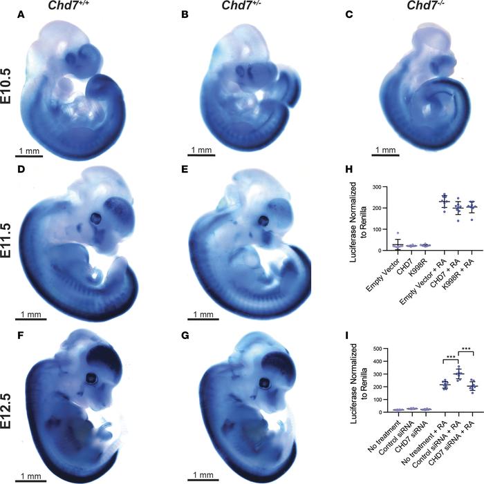 
Chd7 dosage does not affect global retinoic acid reporter activity.
(A–...