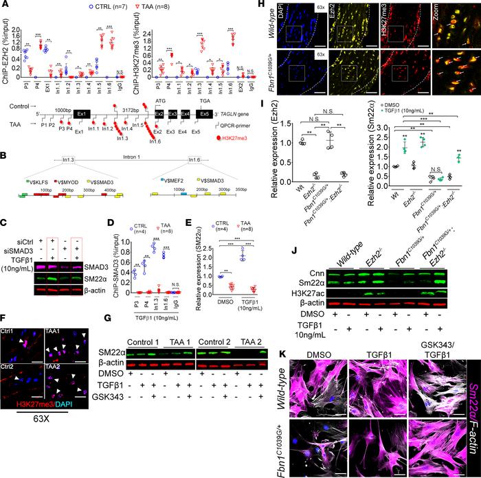 Inhibition of the methyltransferase, EZH2 restores SM22α expression.
(A)...