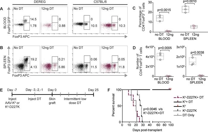 Depletion of CD4+FoxP3+ Tregs abrogates the survival prolongation of Kd-...