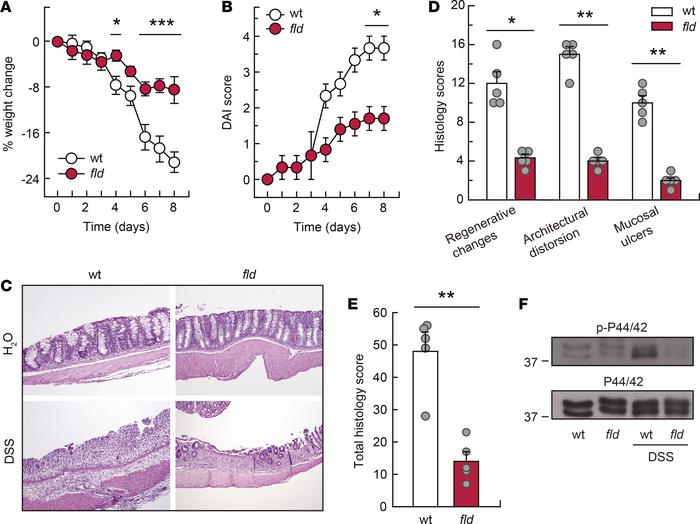 Lipin-1–deficient animals are protected against DSS-induced colitis.
WT ...