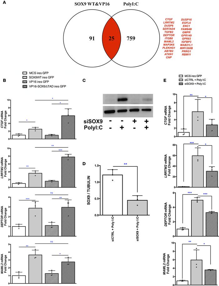 Potentially new SOX9 targets in dedifferentiated human β cells.
(A) Venn...
