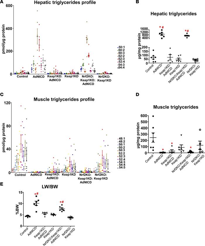 Nrf2 prevents accumulation of triglycerides in the livers of AdNICD mice...