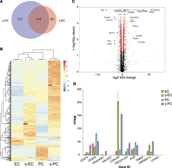 RNAseq analysis comparing transcriptome signatures of ECs, γ-ECs, PCs, a...