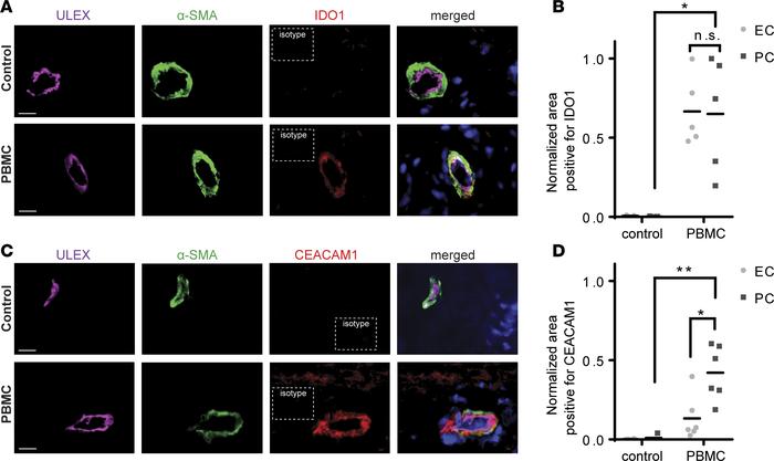Dermal PCs express IDO1 and CEACAM1 in vivo in a skin allograft rejectio...