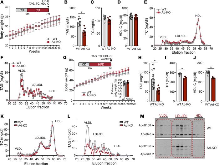 ANGPTL4 deficiency in adipose tissue (AT) affects lipid metabolism.
(A–D...