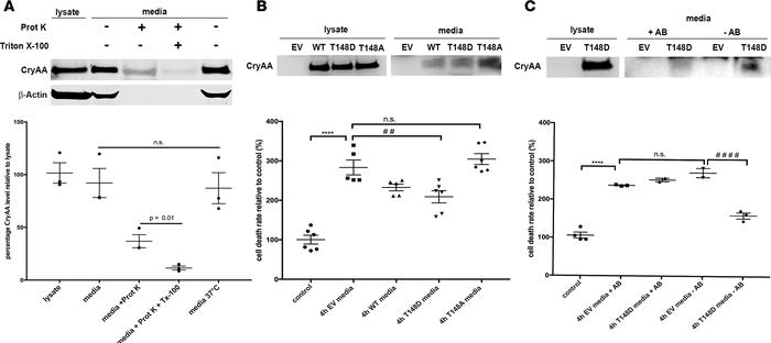 αA-crystallin, secreted by Müller glial cells, protects retinal neurons ...