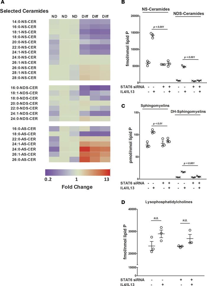 The effect of differentiation and type 2 cytokines on keratinocyte lipid...