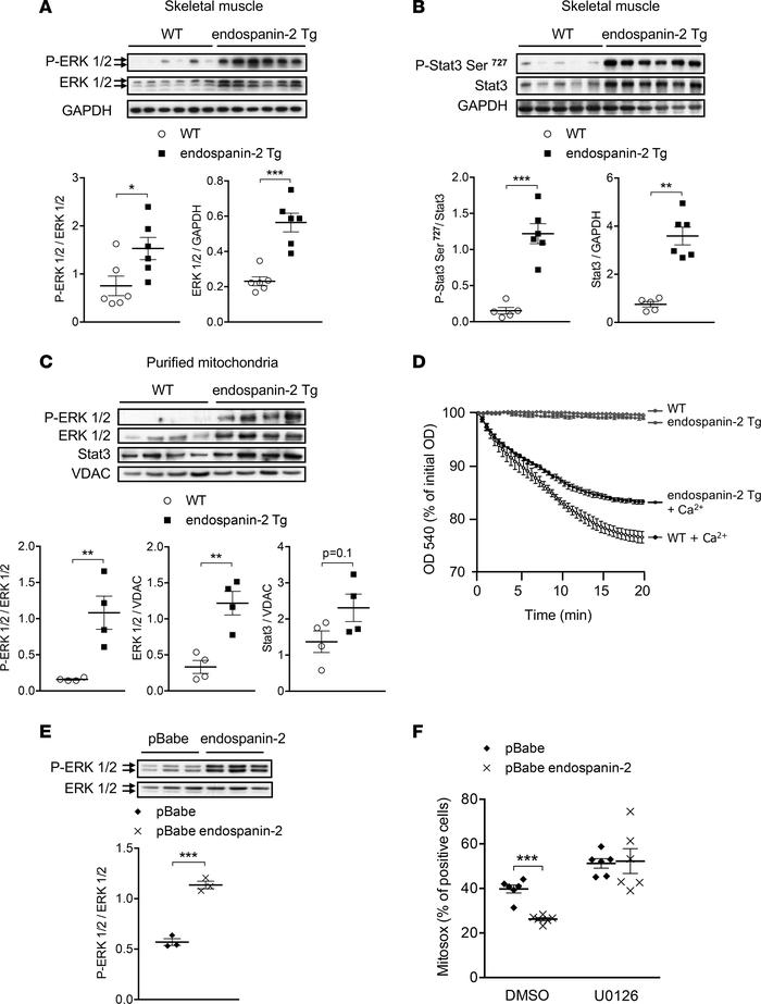 Endospanin-2 activates the ERK cellular stress pathway.
Western blot ana...