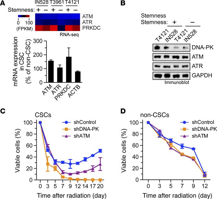 DNA-PK is preferentially expressed in CSCs and is critical for after rad...