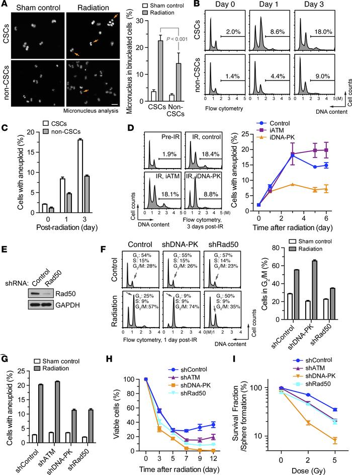 Delayed DNA-PK activation induces genomic instability and enhances cell ...