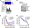 DNA-PK is preferentially expressed in CSCs and is critical for after radiat