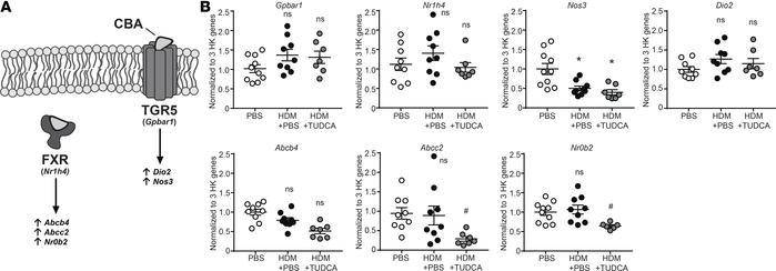 TUDCA does not activate the FXR or TGR5 pathways in an allergen-induced ...