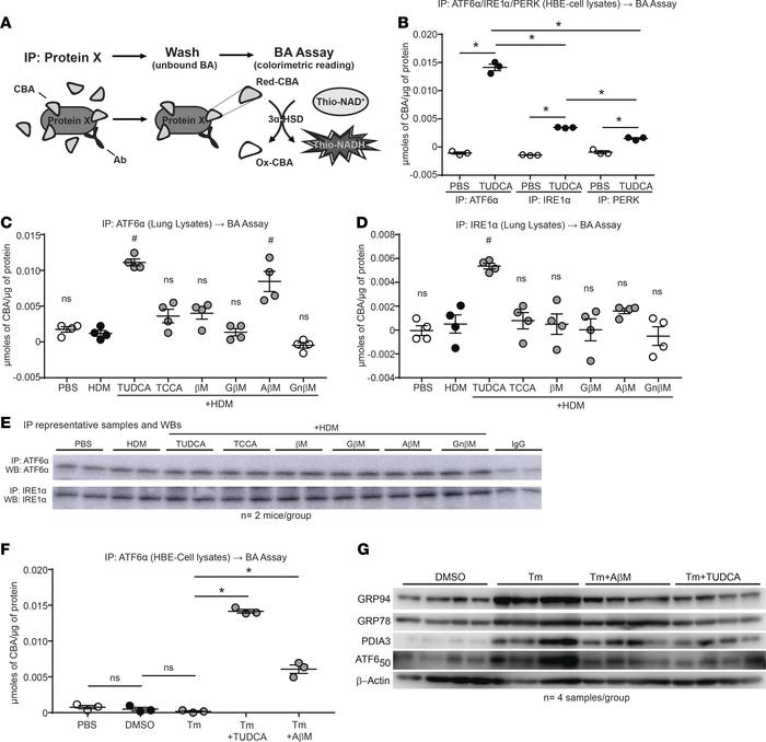 CBAs inhibit the UPR and airway inflammation via direct binding of the U...