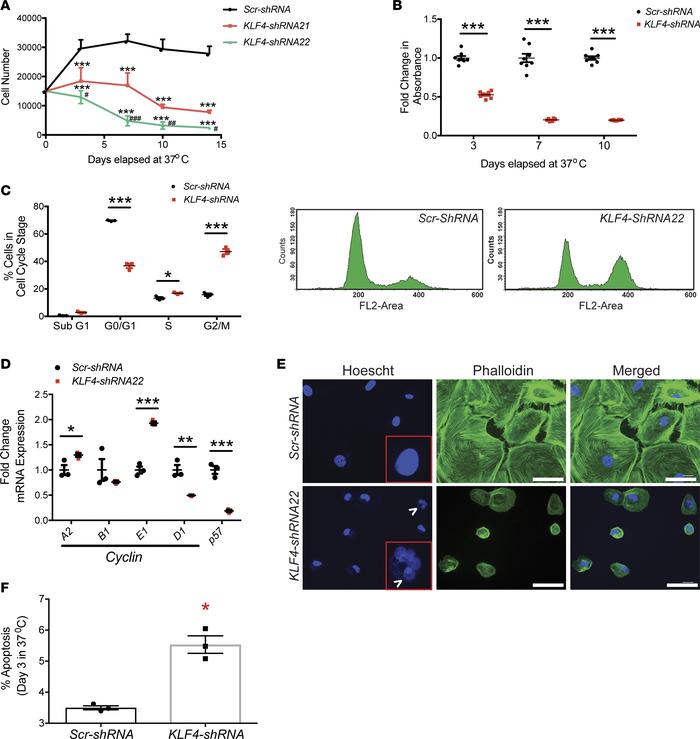 shRNA-mediated KLF4 knockdown increased the susceptibility to mitotic ca...