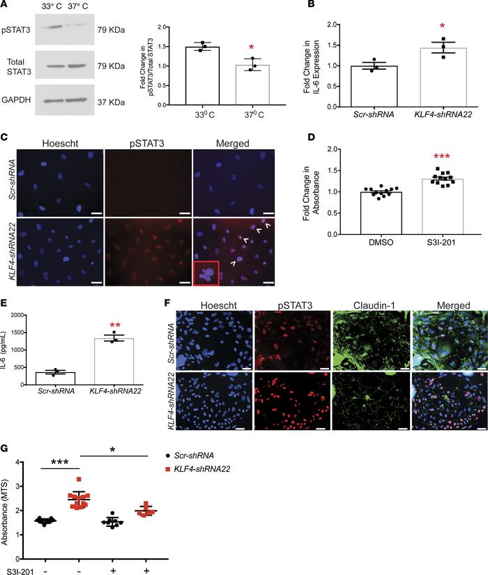 shRNA-mediated KLF4 knockdown resulted in activation of STAT3 signaling....