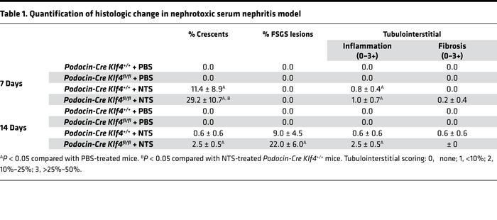 Quantification of histologic change in nephrotoxic serum nephritis model