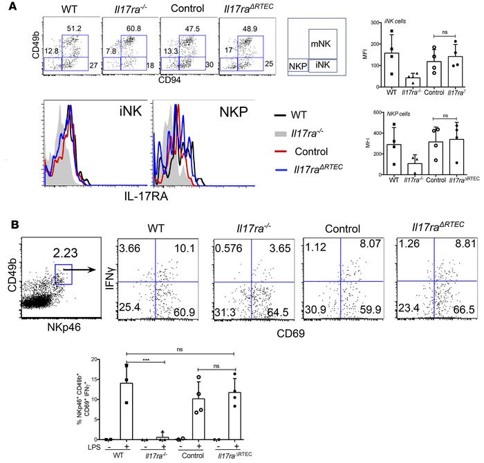 NK cells are functional in Il17raΔRTEC mice.
(A) BM cells from WT, Il17r...