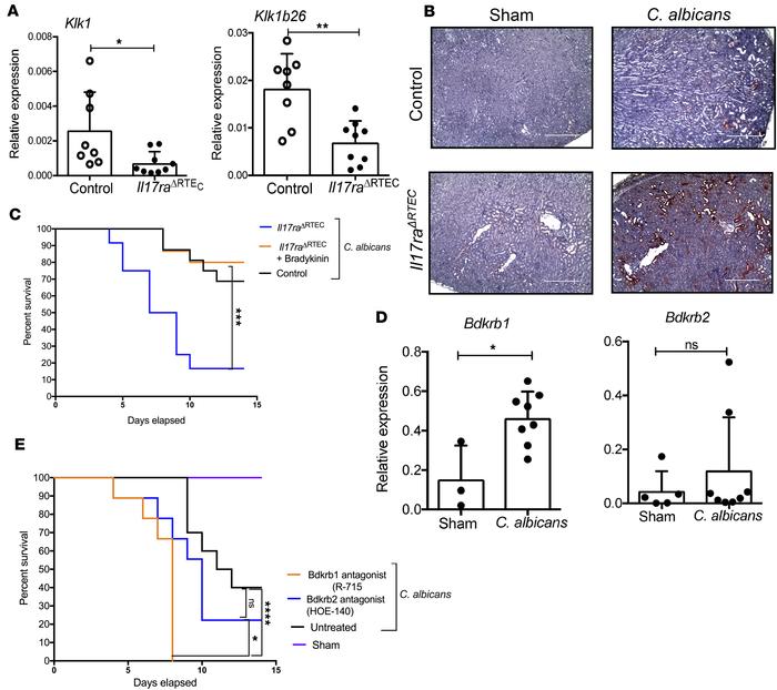 Diminished activation of KKS in the C.

albicans–infected kidney ofIl17r...