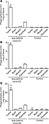 Anti-GRP78 monoclonal antibodies home to isogenic breast tumors in vivo.